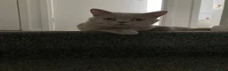 British Shorthair cats for sale: Lilac British Shorthair Active Female 3 years old - Advert 2