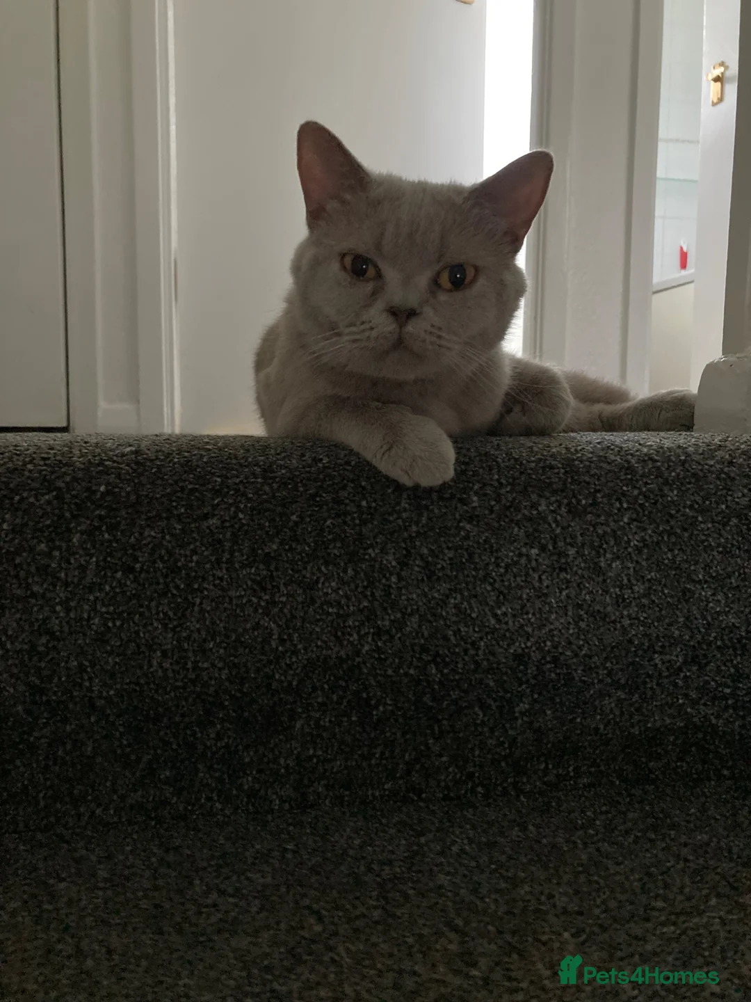 British Shorthair cats for sale: Lilac British Shorthair Active Female 3 years old - Advert 2