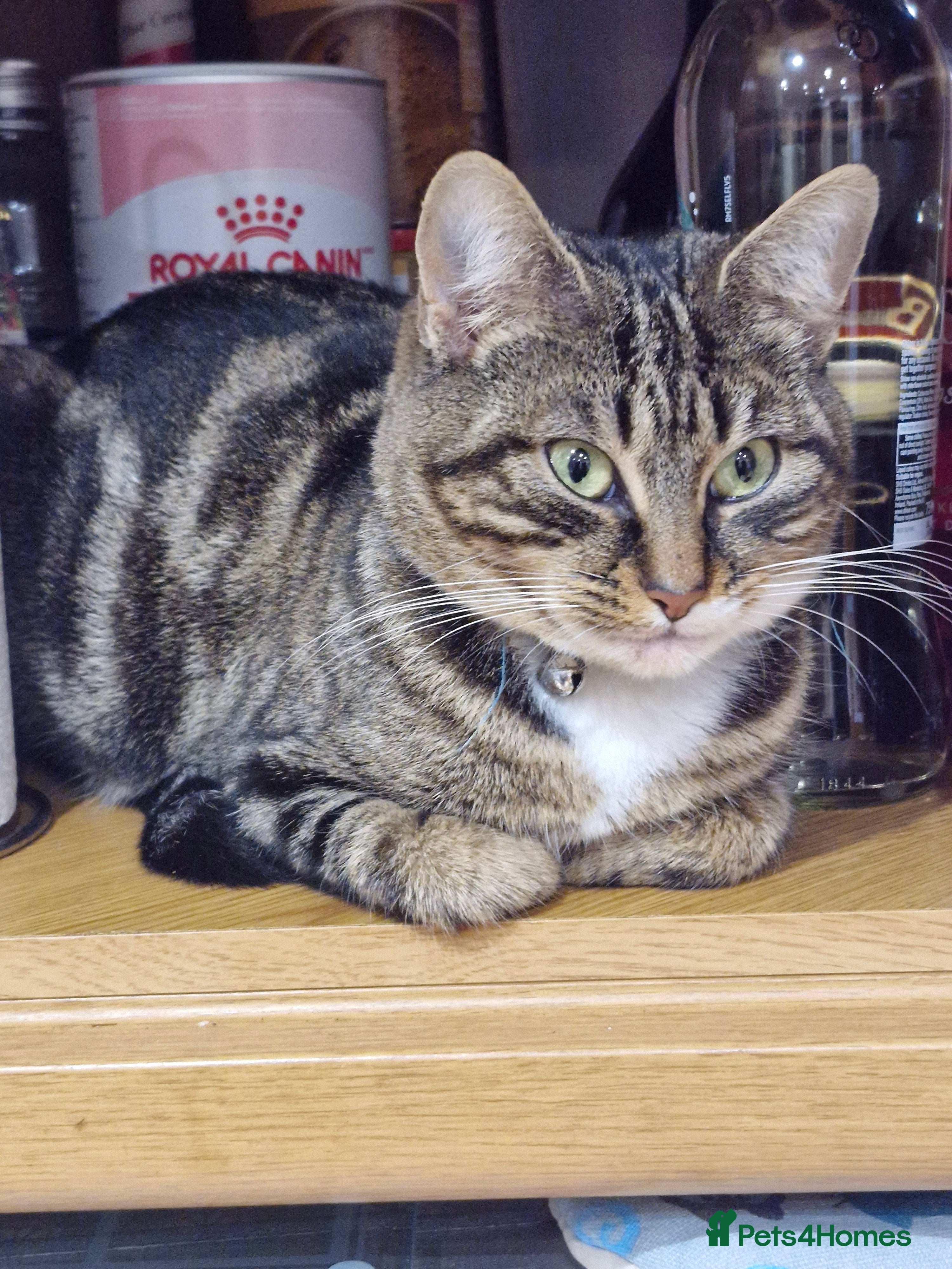 Domestic Shorthair cats Mum and 2female sisters  - Advert 12