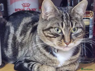 Domestic Shorthair cats Mum and 2female sisters - Advert 12