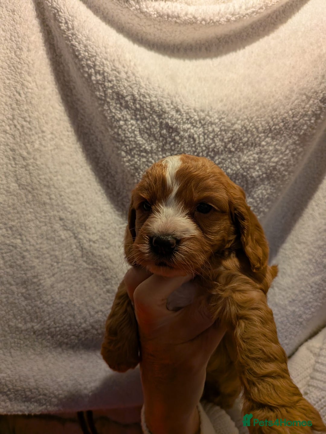 Cockapoo dogs for sale: Cockapoo puppies for sale - Advert 6