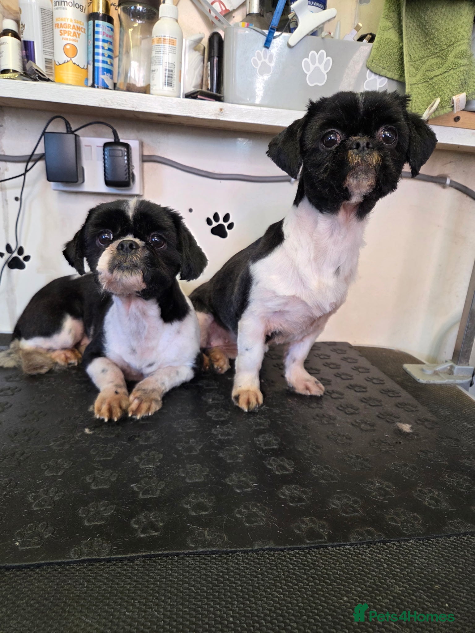 Shih Tzu dogs 2 sisters, Dolly&Daisy in Bilston - Advert 8