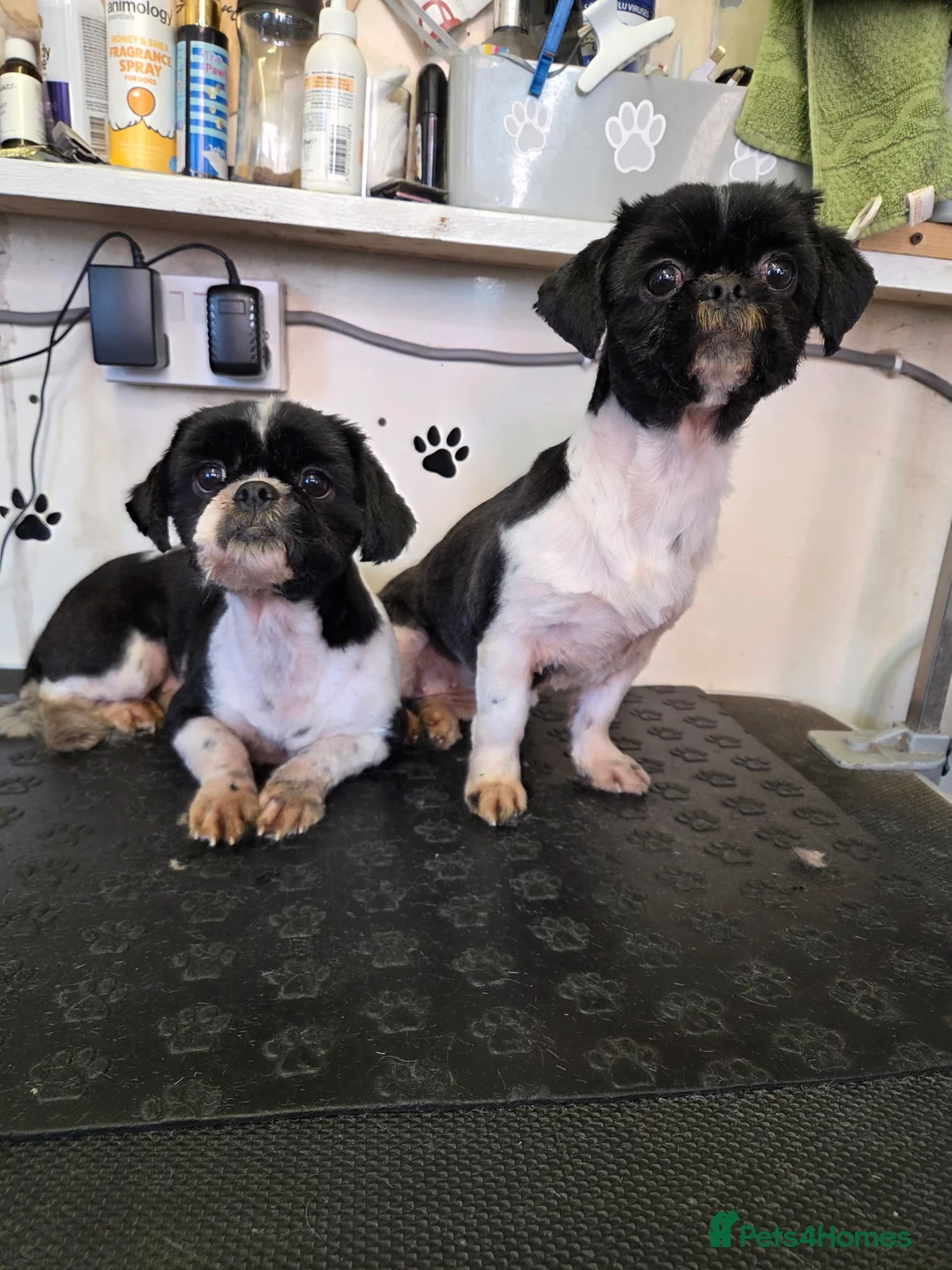 Shih Tzu dogs for sale: 2 sisters, Dolly&Daisy in Bilston - Advert 1