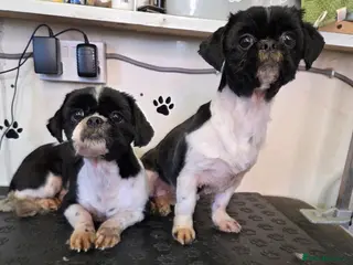 Shih Tzu dogs 2 sisters, Dolly&Daisy in Bilston - Advert 4