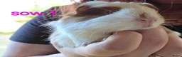 Guinea Pig rodents for sale: Gergouse guinea pigs  - Advert 8