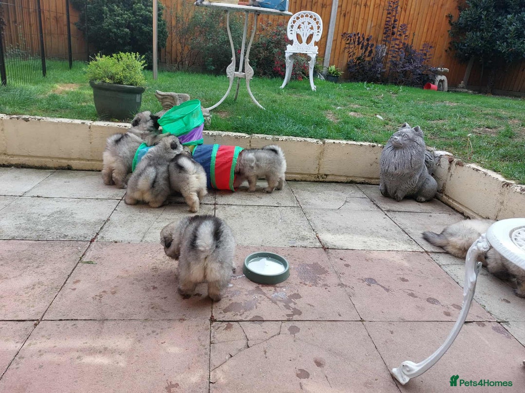 Keeshond dogs for sale: Stunning male Keeshond Puppy ready to go - Image 21