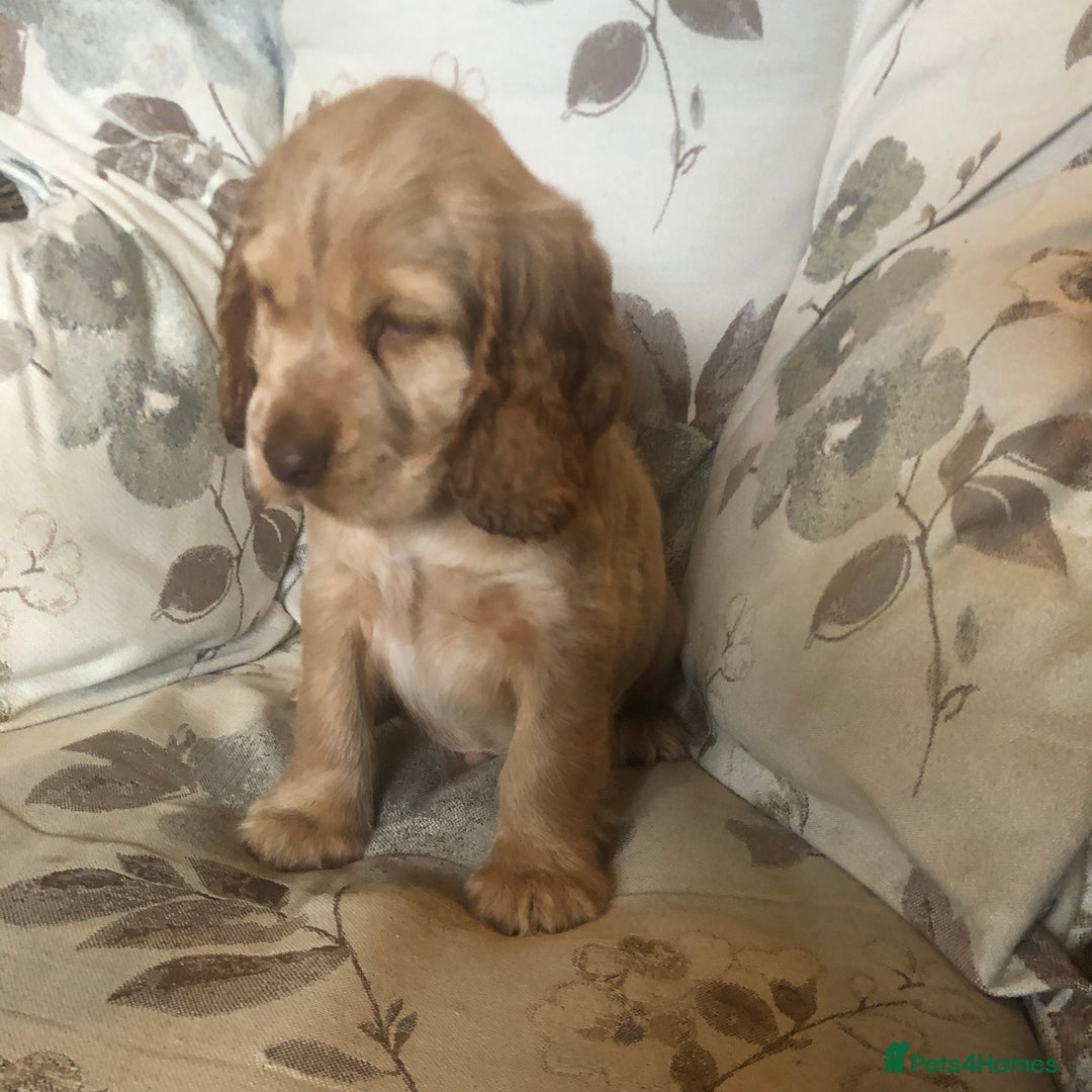 Cocker Spaniel dogs for sale: 4 stunning cocker spaniel puppies  - Image 16
