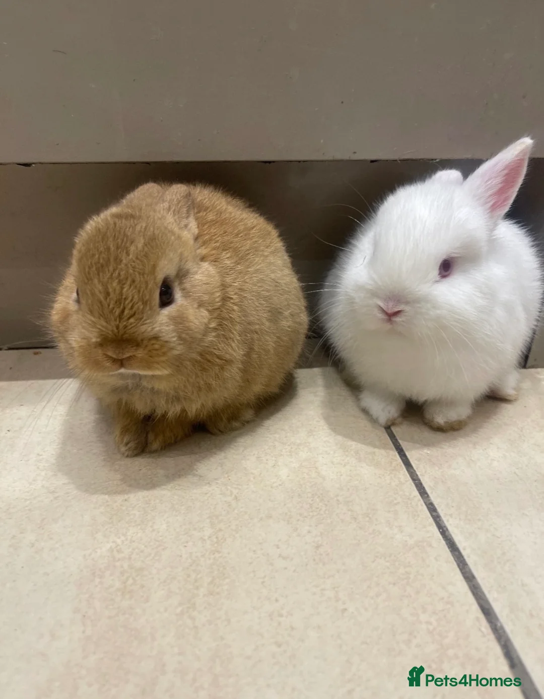 Netherland Dwarf rabbits for sale: Pure Netherland Dwarfs - Advert 2