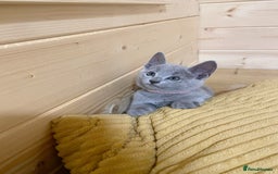 Russian Blue cats for sale: Russian Blue Kittens – Full Pedigree, TICA Parents - Image 11