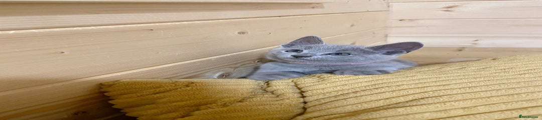 Russian Blue Kitten 7