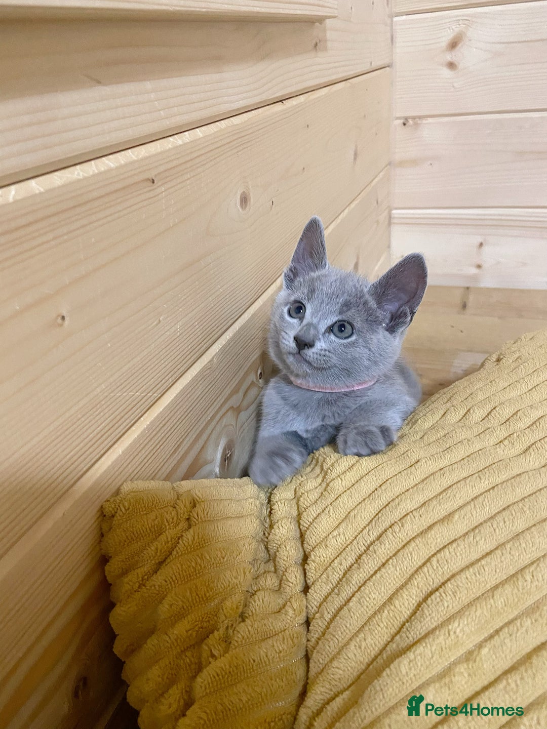 Russian Blue cats for sale: Russian Blue Kittens – Full Pedigree, TICA Parents - Image 11