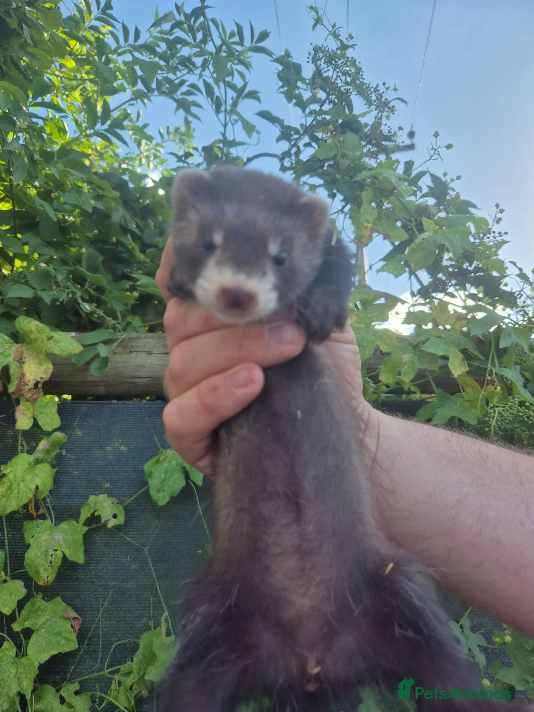 Ferret rodents for sale: 💚 Adorable well handled baby ferrets available 💚 - Advert 33
