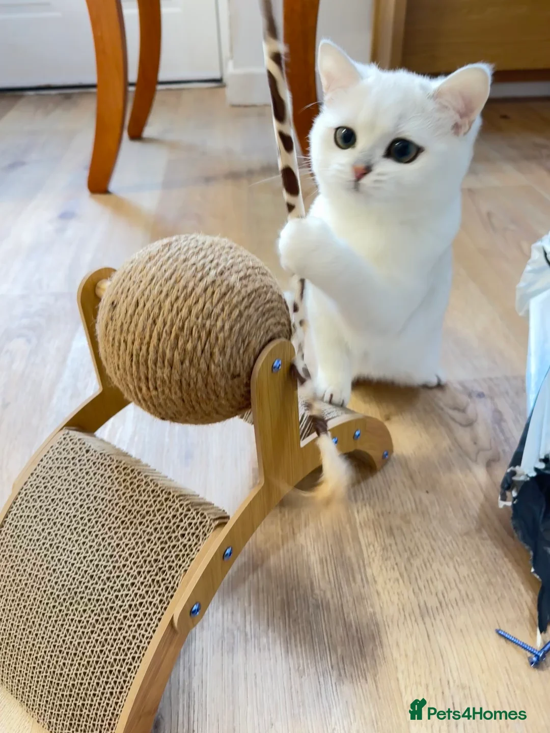 British Shorthair cats for stud: GCCF Registered British Shorthair Stud - Advert 3