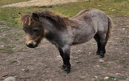 Shetland pony horses for sale: Buckskin roan colt  - Image 3