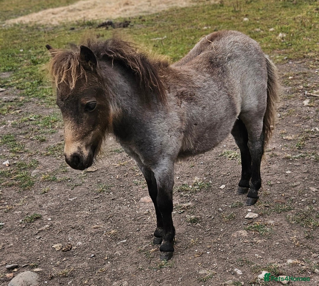Shetland pony horses for sale: Buckskin roan colt  - Image 3