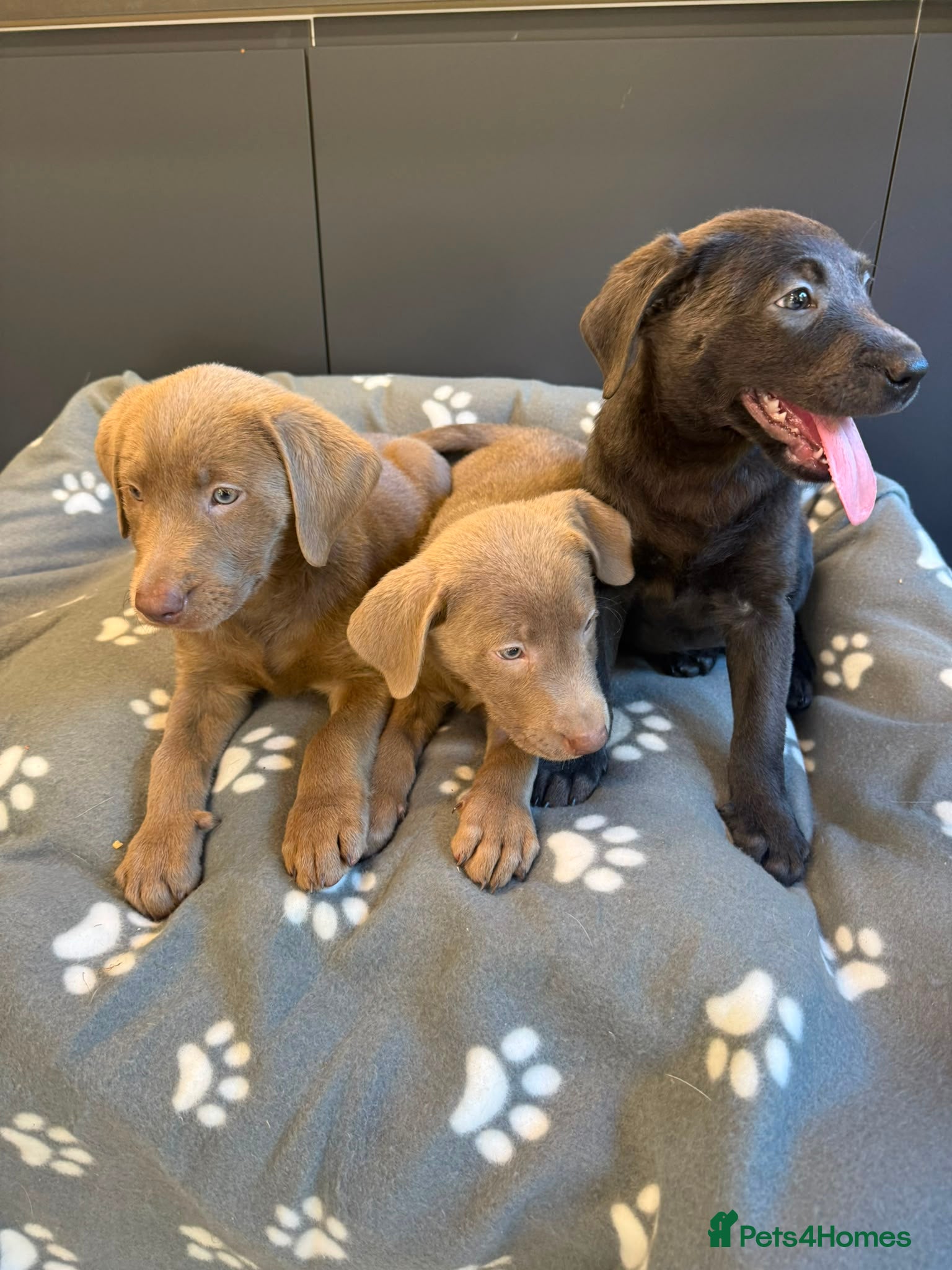Labrador Retriever dogs Exceptional Silver & Charcoal Labrador Puppies - Advert 2