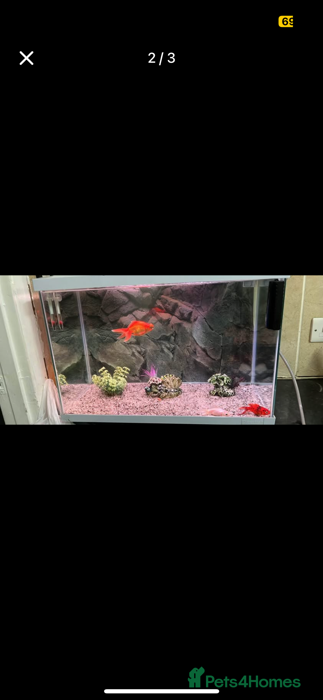 Fancy Goldfish fish for sale: 4 goldfish and an aquarium - Image 2
