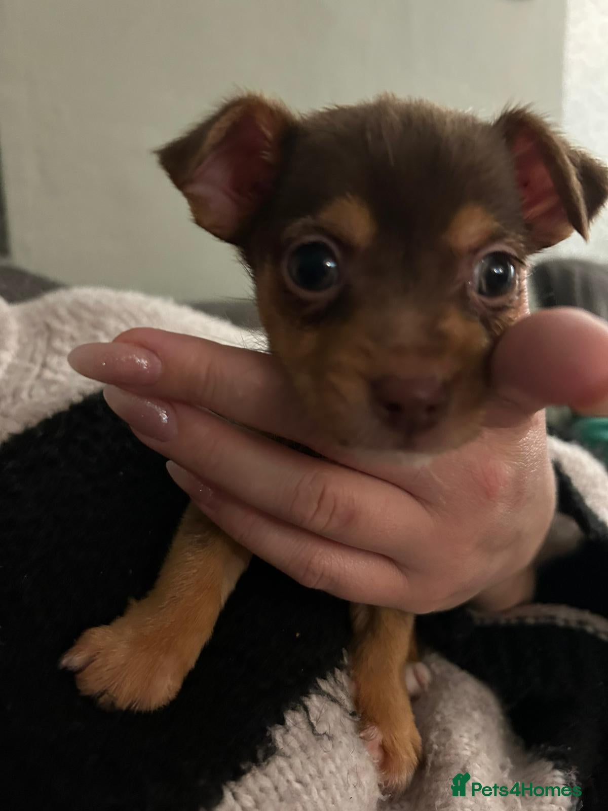 Mixed Breed dogs Jack Chi male - Advert 1