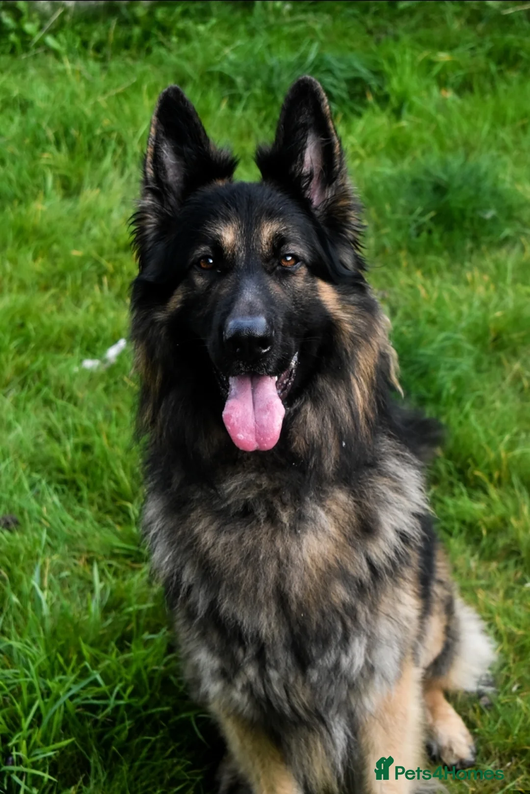 German Shepherd dogs for sale: German Shepherd Puppies 6 Females 3 Male - Advert 2