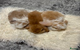 Mini Lion Lop rabbits for sale: 3 mini lops for sale - Image 3