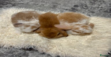 Mini Lion Lop rabbits - Advert 11