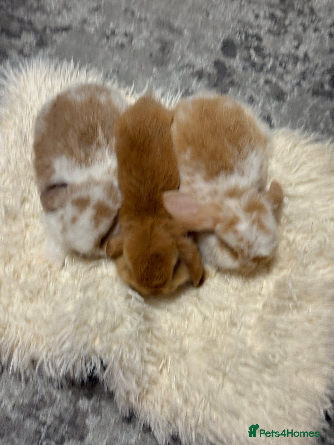 Mini Lion Lop rabbits for sale: 3 mini lops for sale - Image 3
