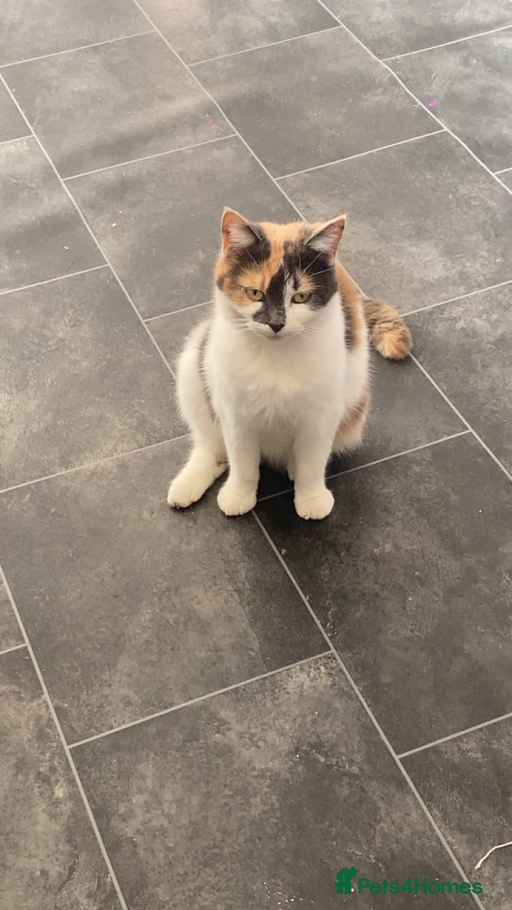 Mixed Breed cats Male boy - Advert 4