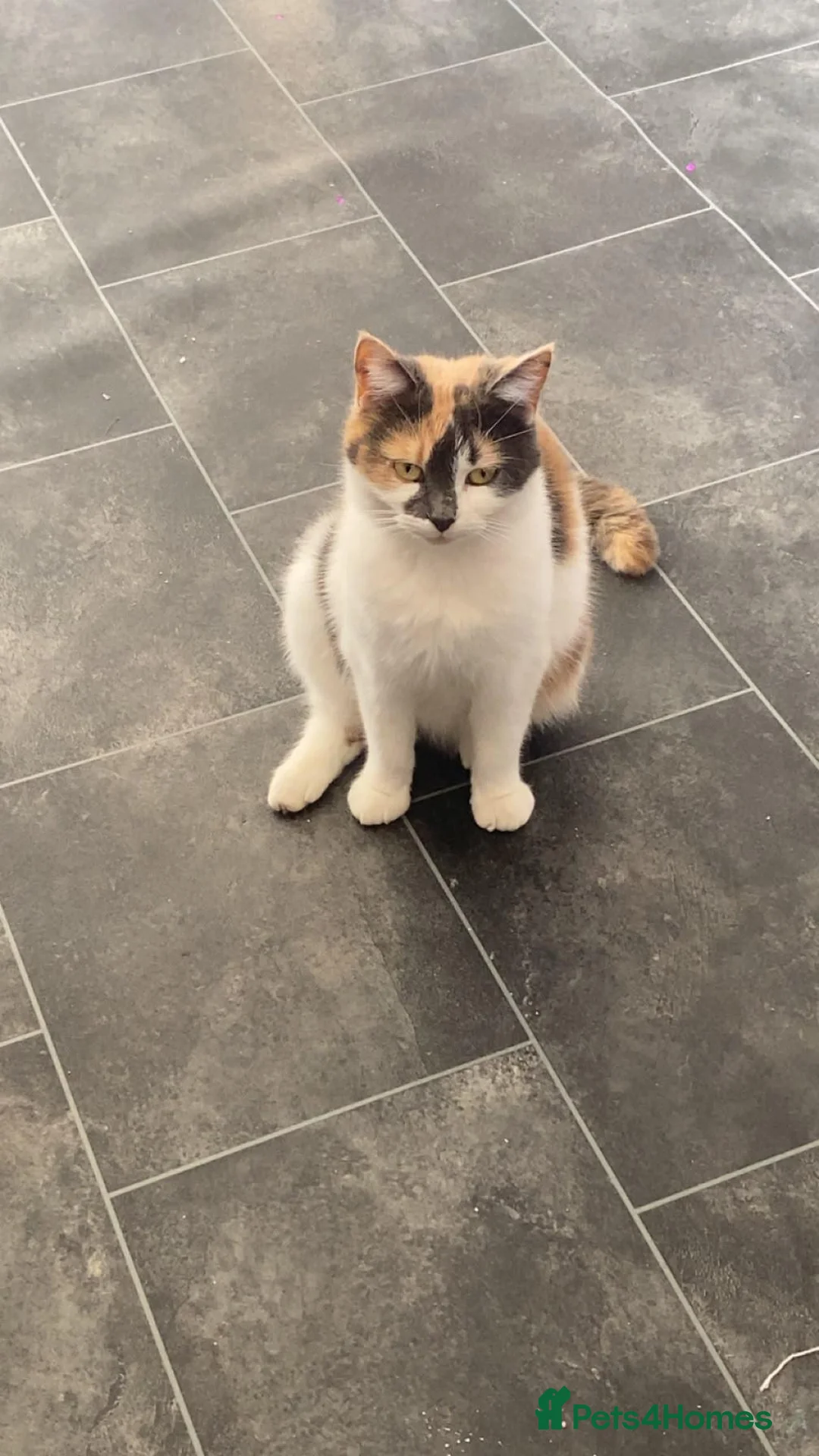 Mixed Breed cats for sale: Male boy - Advert 1