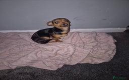 Mixed Breed dogs for sale: 10 month old Jackawawa - Advert 1