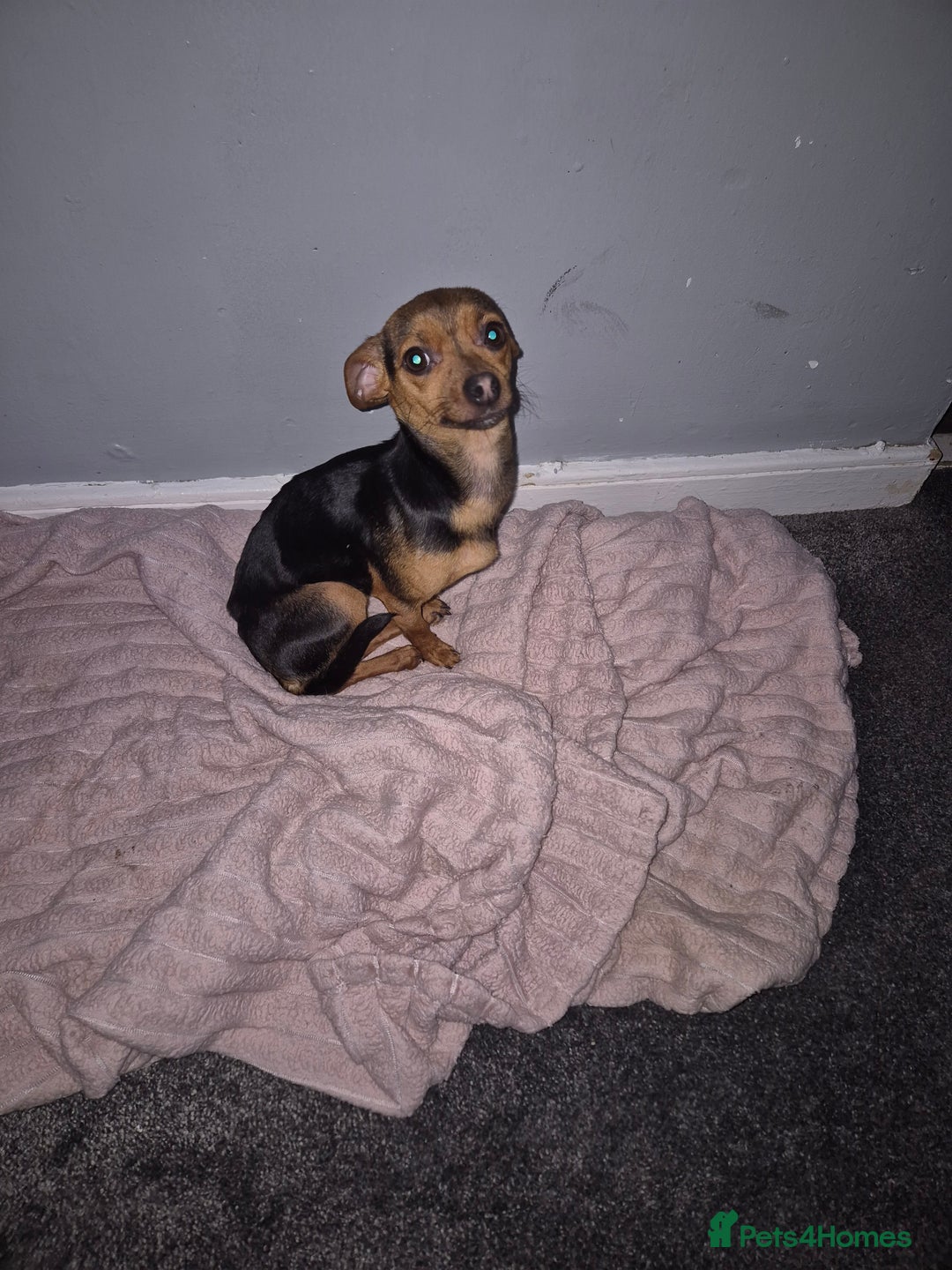 Mixed Breed dogs for sale: 10 month old Jackawawa - Advert 1