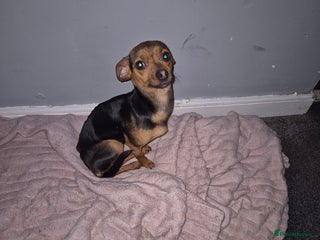 Mixed Breed dogs 10 month old Jackawawa - Advert 1