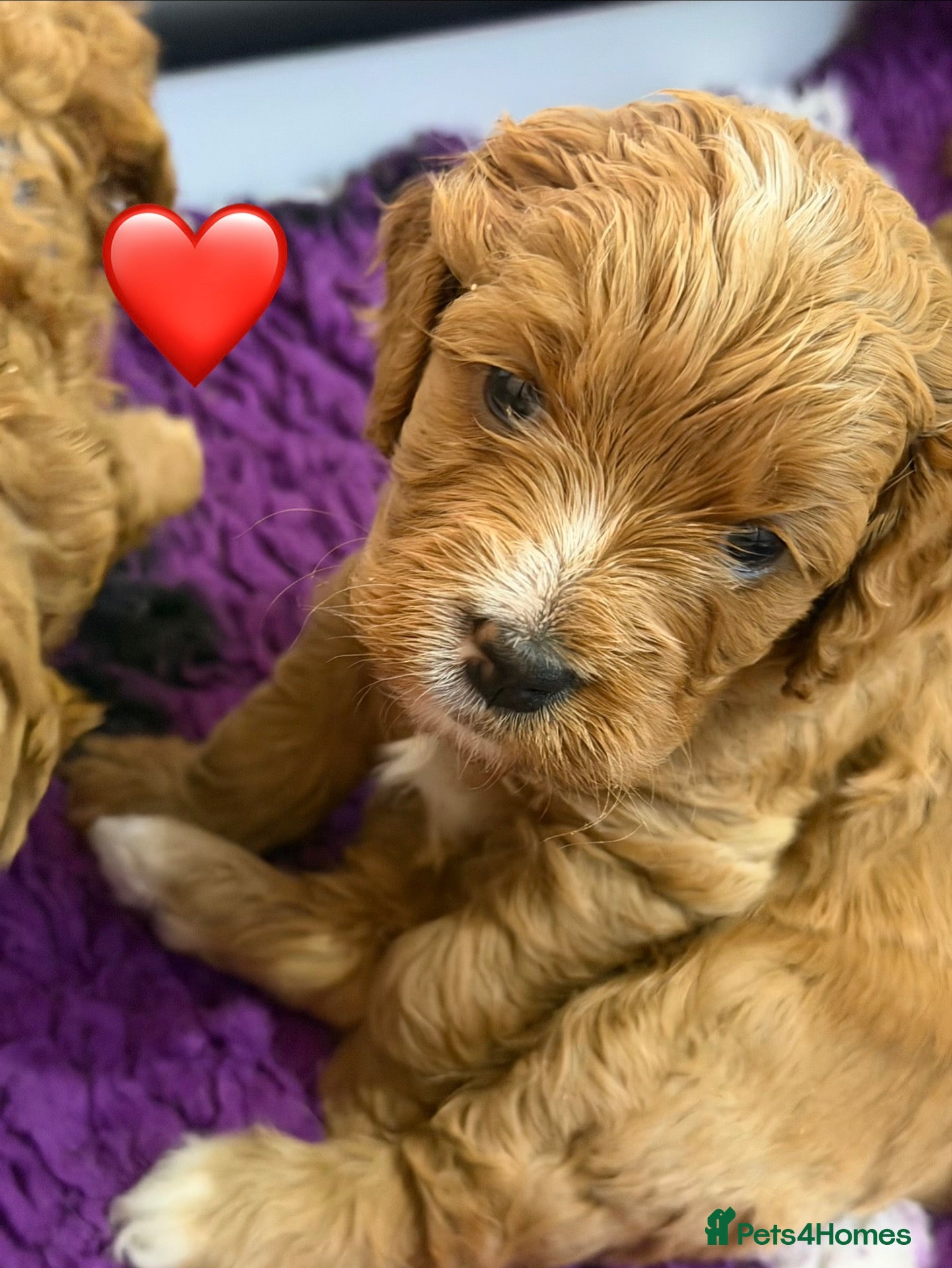 Cavapoo dogs F1 Cavapoo Puppies  - Advert 1