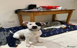 Mixed Breed dogs for sale: Staffie cross looking for new home - Advert 5