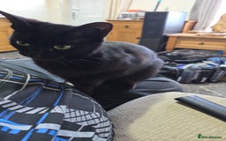 Domestic Shorthair cats for sale: 2 Adult Cats (1 male/1 female). FREE TO GOOD HOME - Image 8