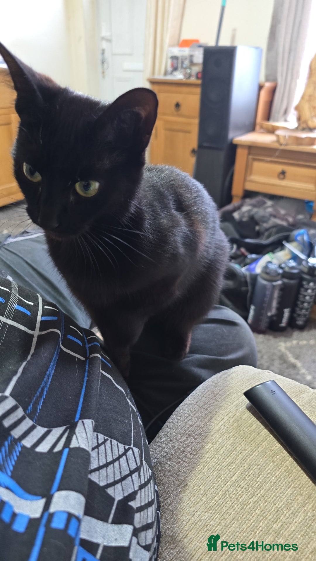 Domestic Shorthair cats for sale: 2 Adult Cats (1 male/1 female). FREE TO GOOD HOME - Image 8