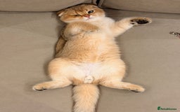 Scottish Fold cats for sale: Scottish fold - Image 2