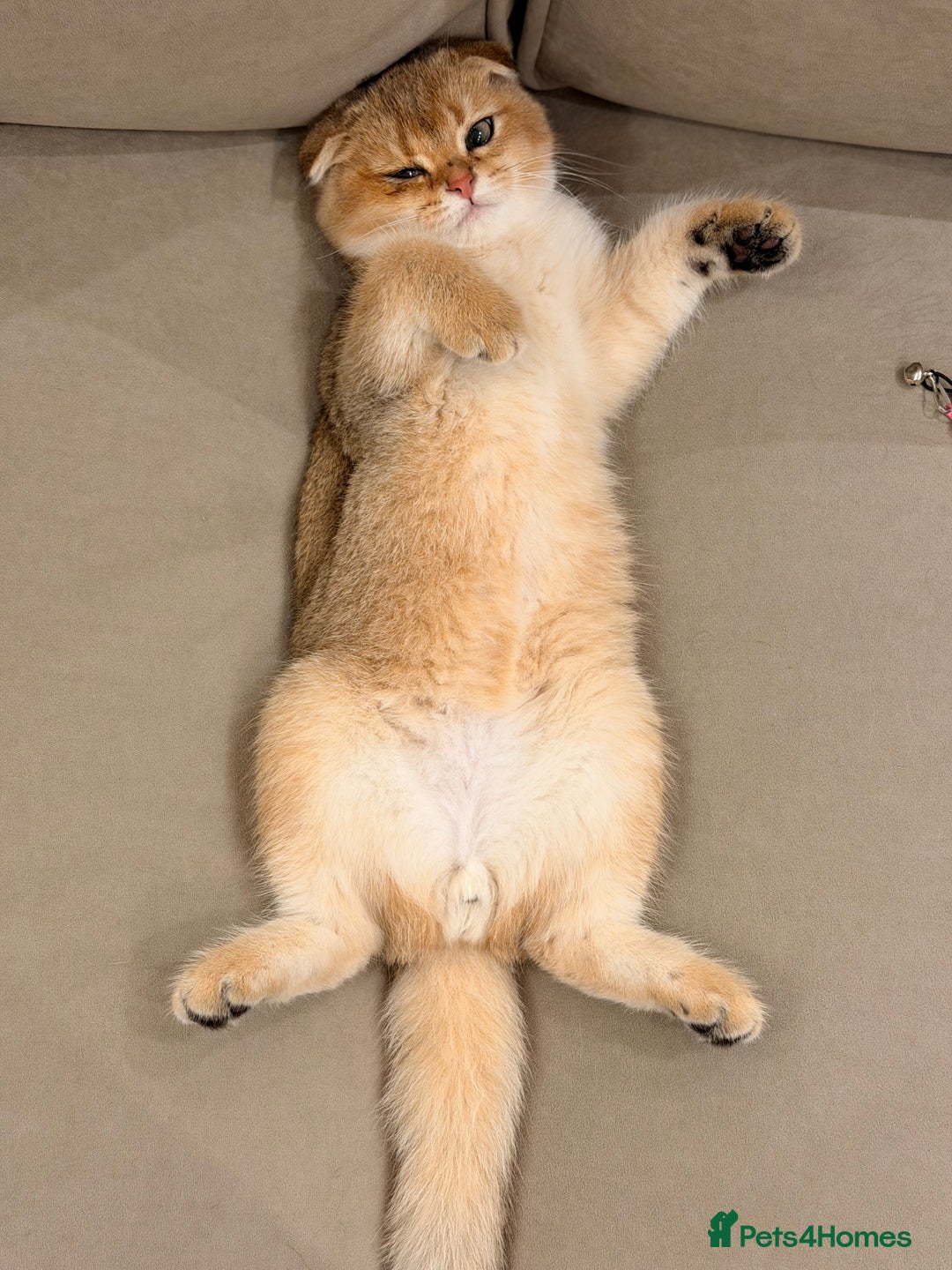 Scottish Fold cats for sale: Scottish fold - Image 2