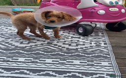Mixed Breed dogs for sale: Glyn  - Image 5