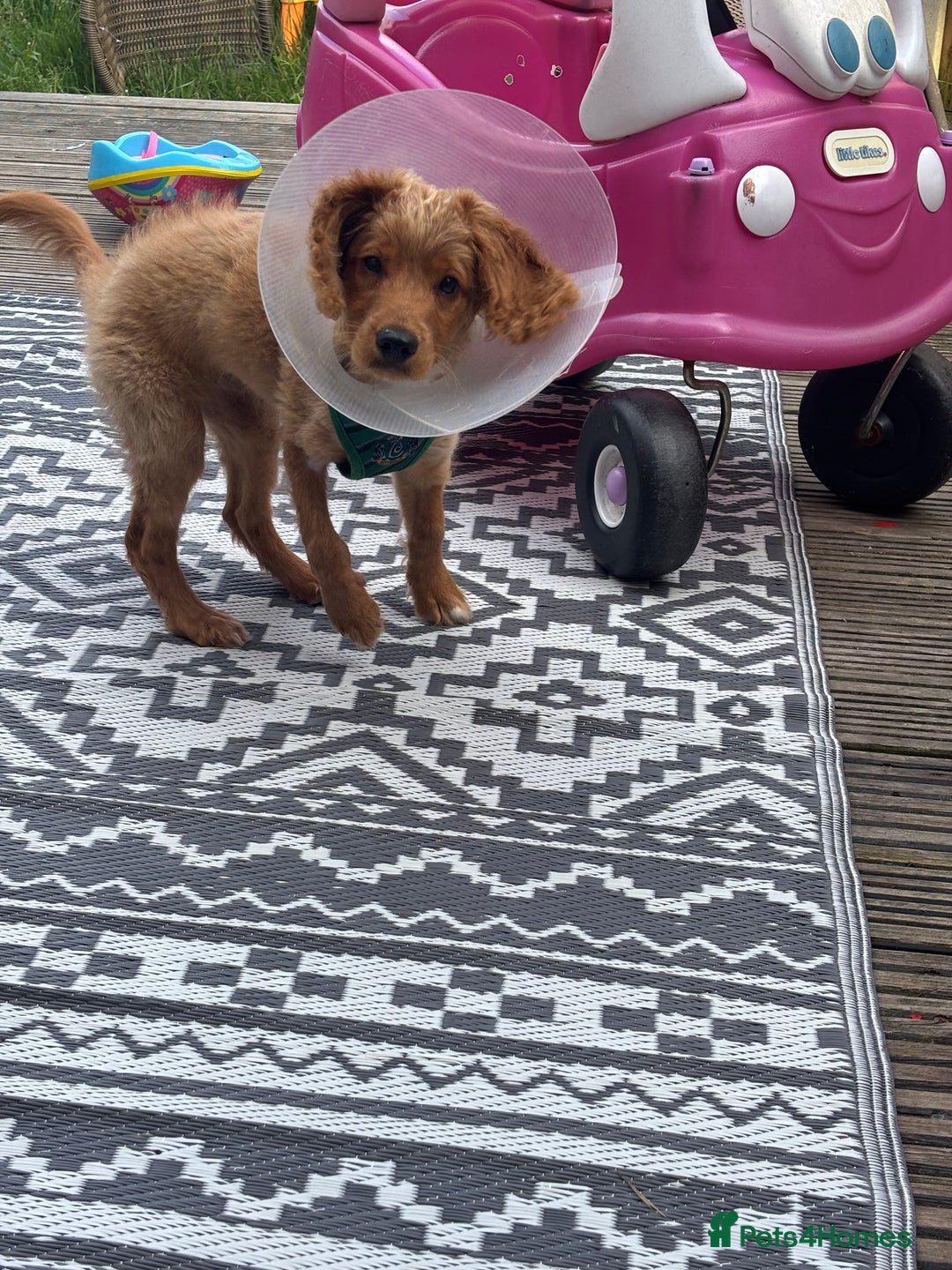 Mixed Breed dogs for sale: Glyn  - Image 5
