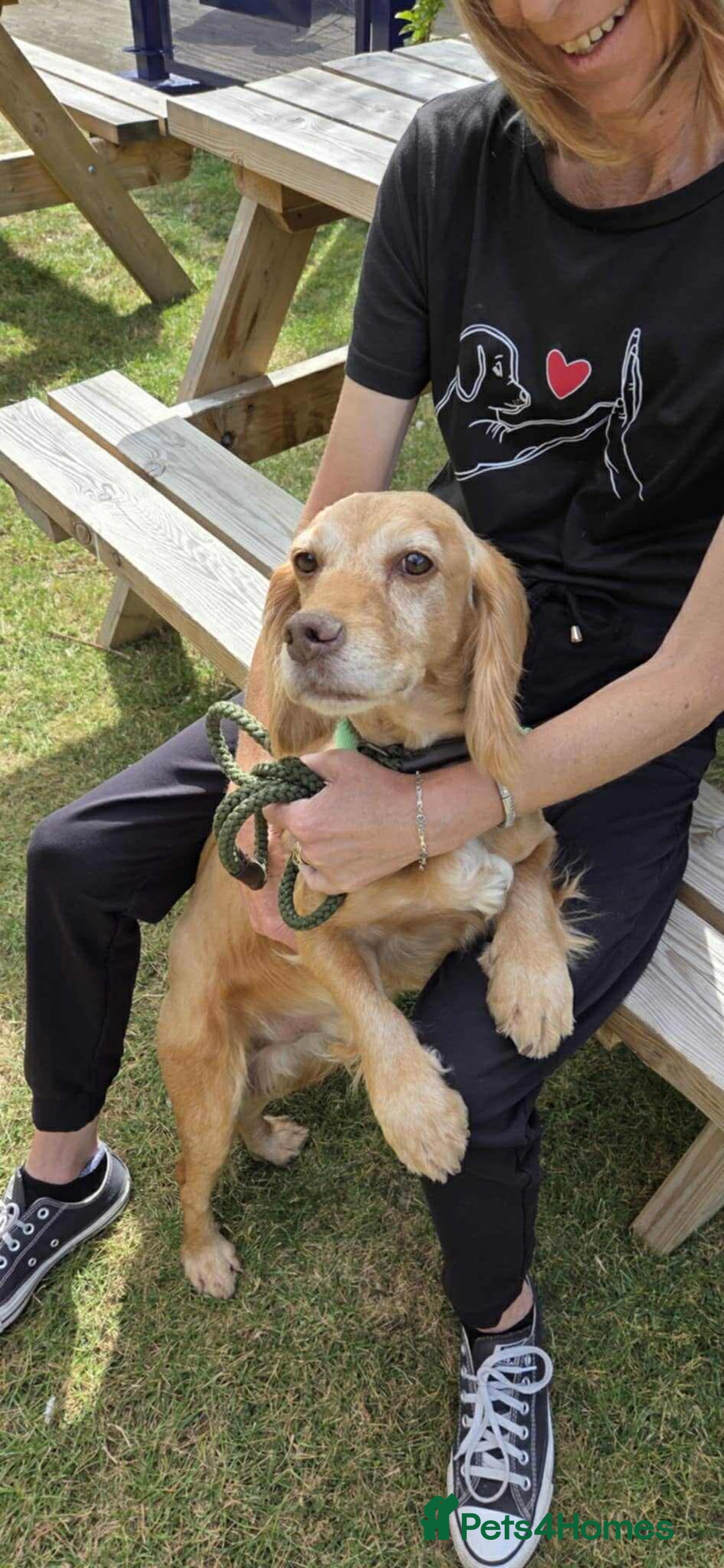 Cocker Spaniel dogs for adoption: Bob needs a loving home  - Advert 2