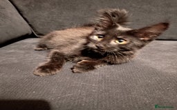Maine Coon cats for sale: Adorable Maine Coon kittens in Manchester - Image 5