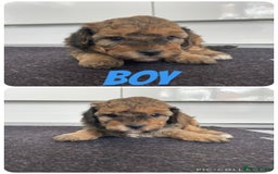 Cavapoochon dogs for sale: Beautiful Cavapoochon puppies for sale  - Image 4