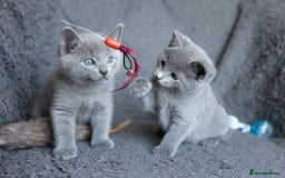 Russian Blue cats for sale: Pure Russian Blue Kittens Available  - Image 15