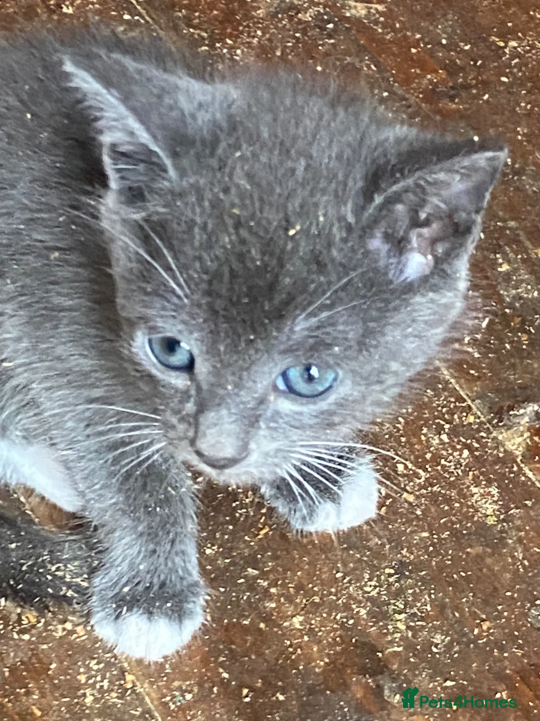 Mixed Breed cats for sale: Farm reared kittens  - Advert 4