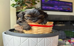 Cavapoochon dogs for sale: Gorgeous Black and Brown Cavapoo Puppies - Image 4