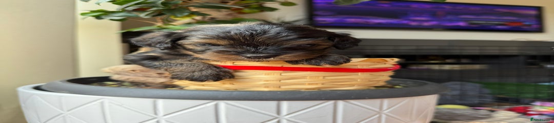 Cavapoochon Puppy 1