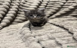Maine Coon cats for sale: Mainecoon full pedigree kittens - Advert 5