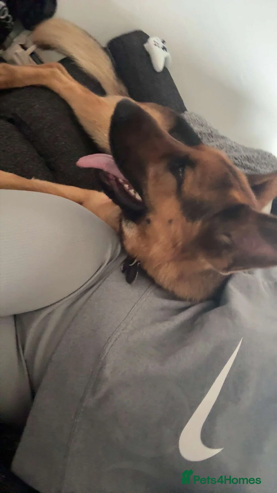 German Shepherd dogs for sale: German shepherd 2 year old male - Advert 4