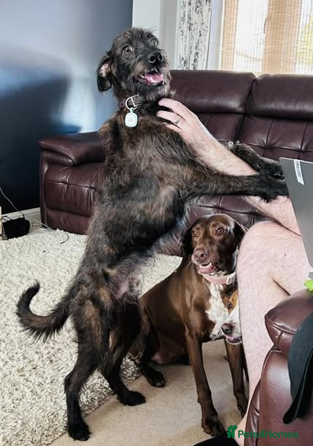 Mixed Breed dogs for sale: Whippet x Miniature Poodle  - Image 17