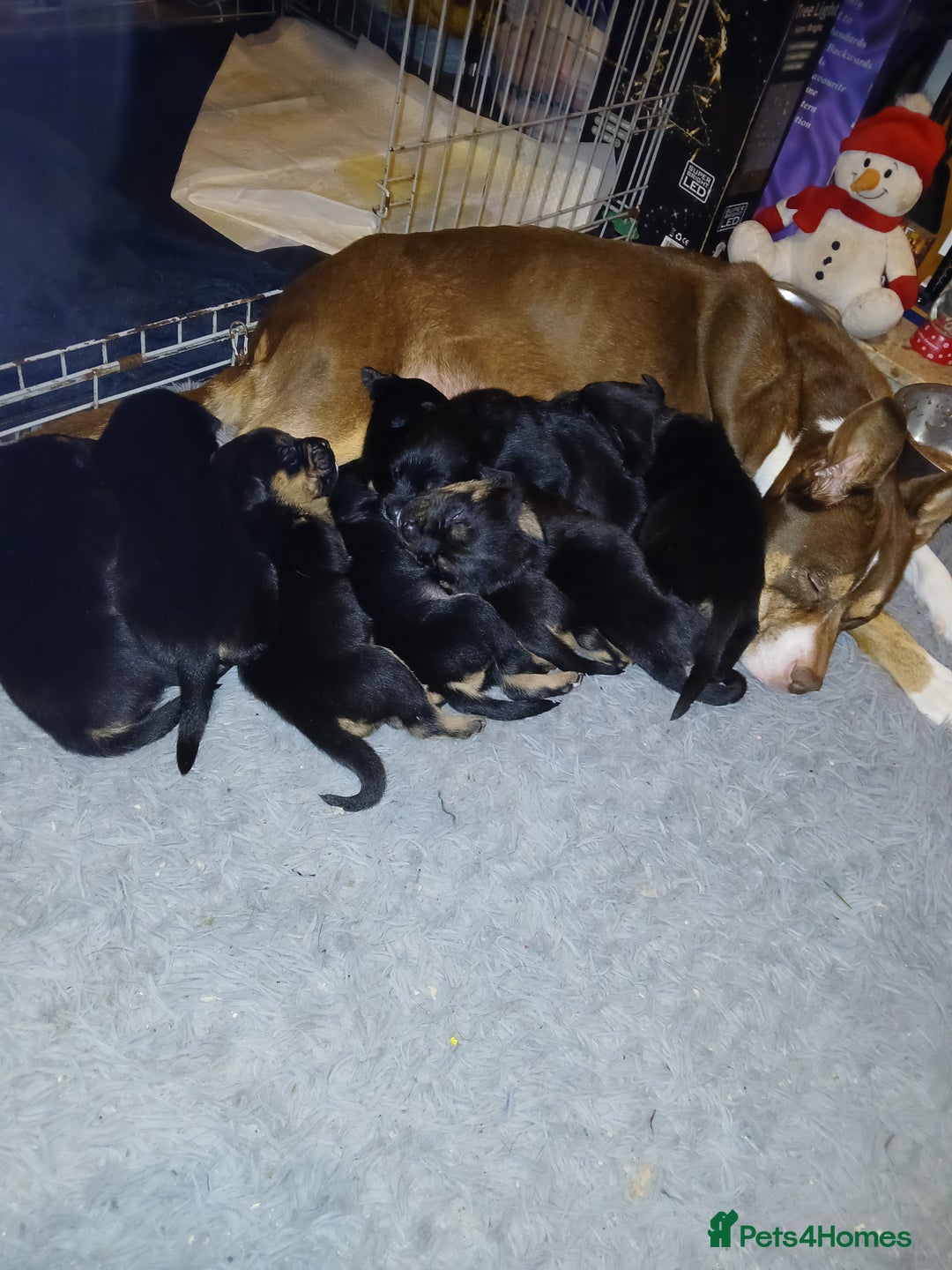 Mixed Breed dogs for sale: Husky X staffy crossed Rottweiler  - Advert 12